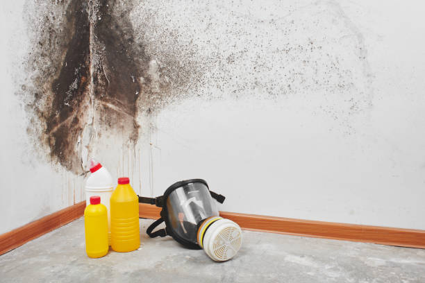 Best Commercial Mold Remediation in Valencia West, AZ