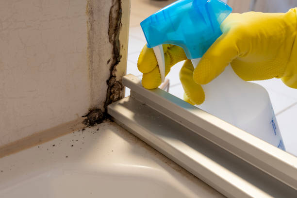 Best Industrial Mold Remediation in Valencia West, AZ