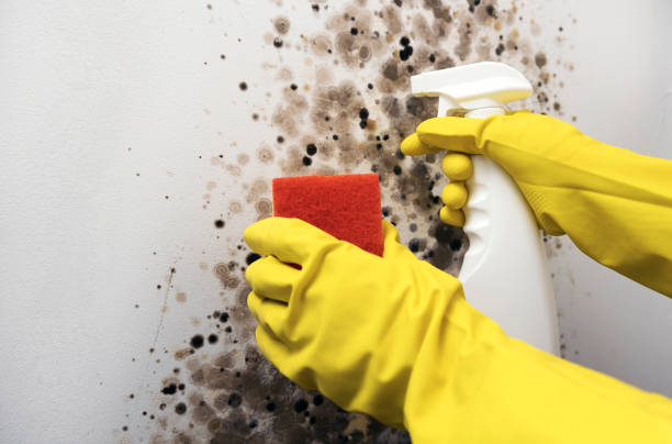 Best Basement Mold Remediation in Valencia West, AZ